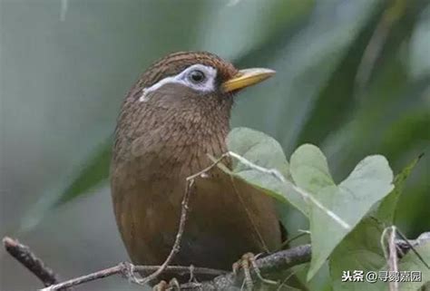 畫眉鳥可以養嗎|【畫眉鳥可以養嗎】台灣畫眉還能養嗎？買賣小心觸犯法規！